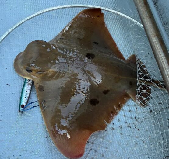 鳥取での根魚ジギング中にヒットした大きなエイ。タモ網に収まった、想定外のゲスト。
