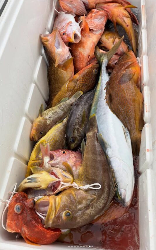 鳥取での根魚ジギングの最終釣果。クーラーボックスに収められた、アコウやヒラマサなど色とりどりの魚たち。