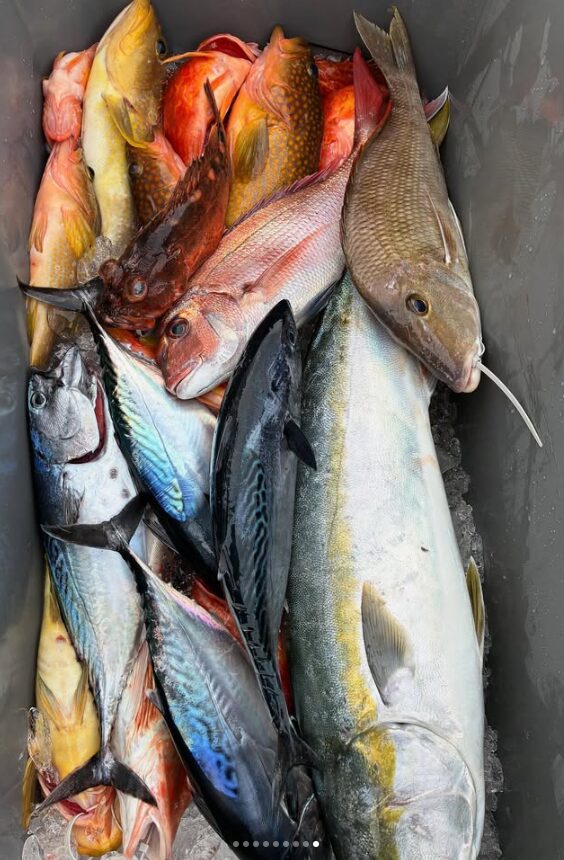 新晴丸での根魚ジギングの釣果報告。クーラーボックスの中で、氷の上に並べられたヒラマサ、スマガツオ、アコウなどの魚。