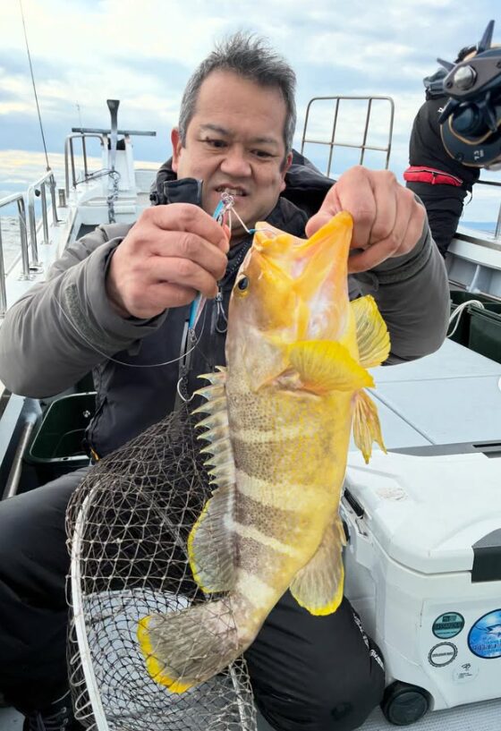 鳥取の根魚ジギング船上にて。グレーのジャケットを着た中年男性が、青銀のジグで釣り上げた良型アオハタをネットから取り出そうとしている瞬間。足元には白いクーラーボックスが写っている。