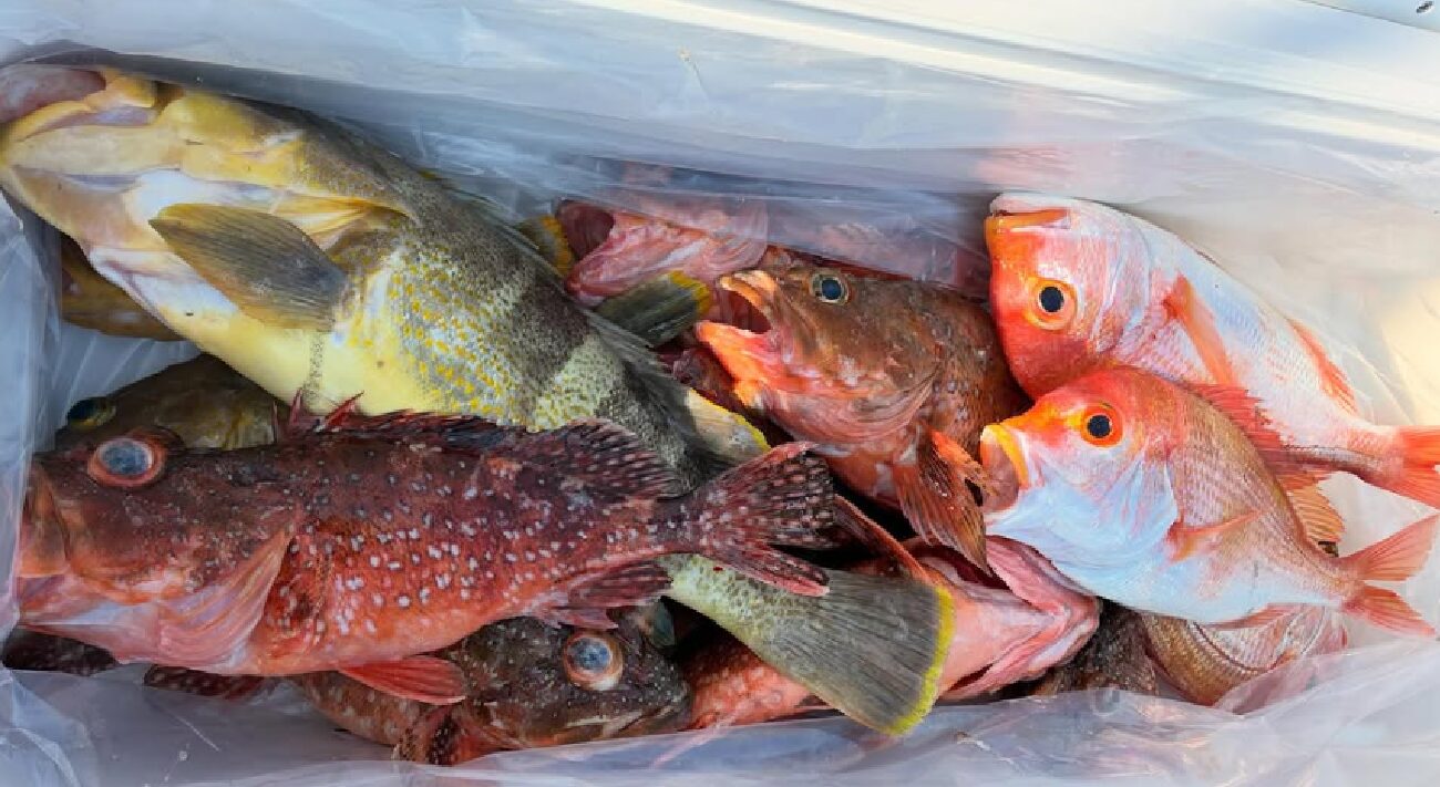 山陰エリアでのスロージギングの釣果写真です。青物狙いで出船しましたが、クーラーボックスには色鮮やかなガシラやアオハタ、レンコダイなどが収まっています。